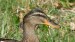 Kačica divá-samica (1)